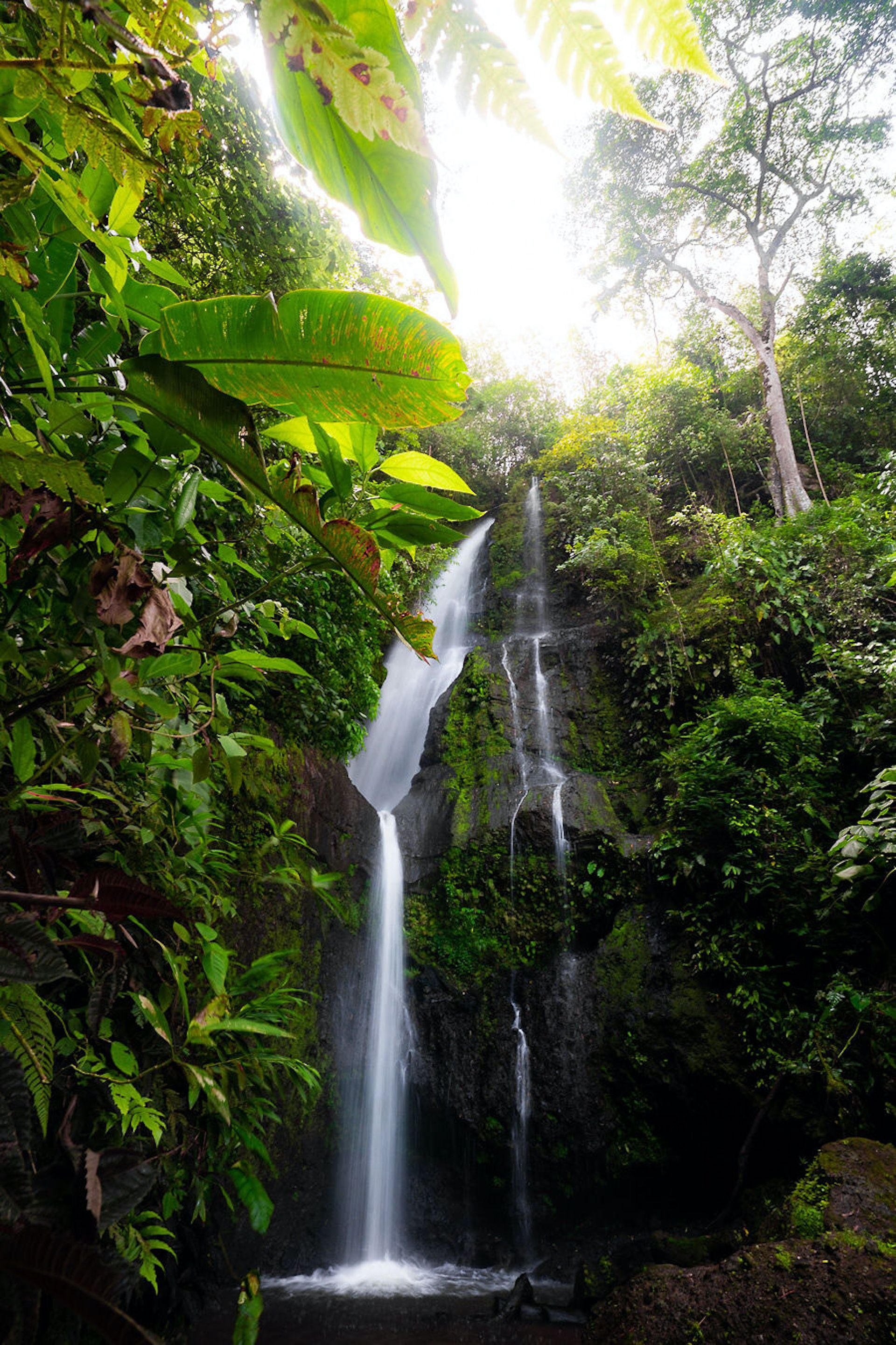 A waterfall surrounded by lush greenery.