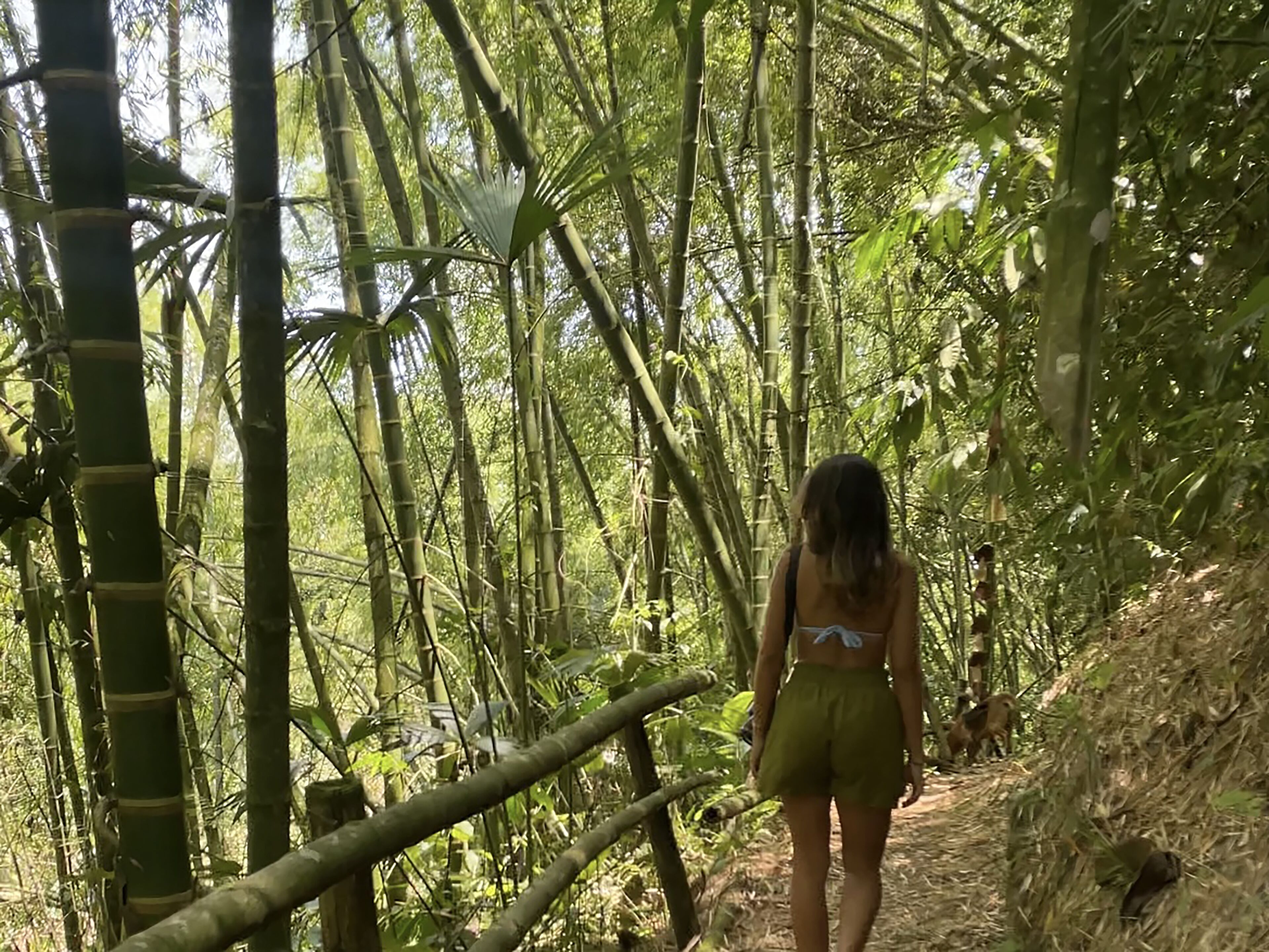A person walking through a bamboo forest path.