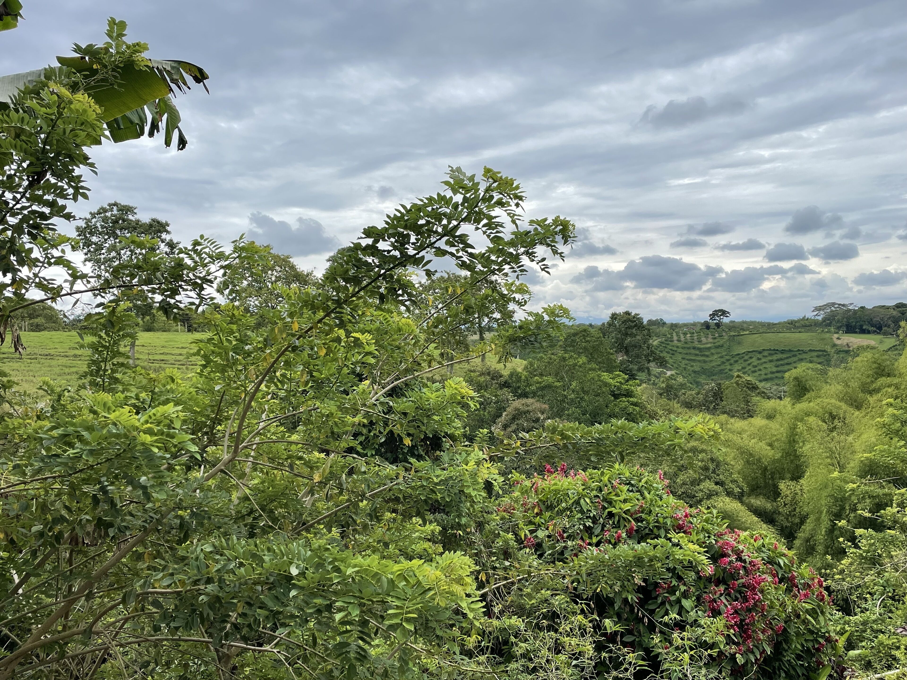 Un paisaje verde exuberante con follaje denso y una variedad de árboles.