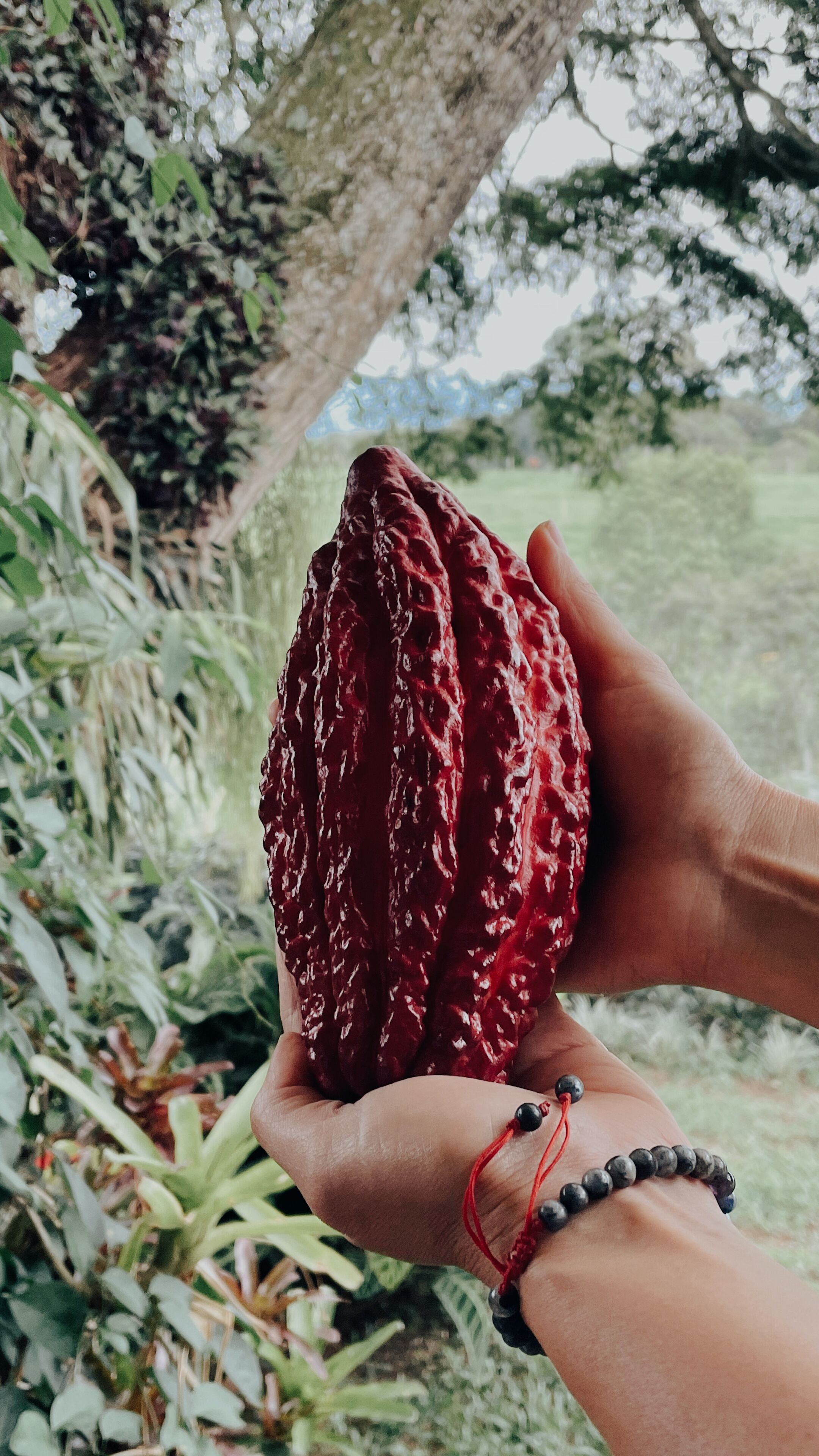 A person holding a red object, possibly a fruit, with greenery in the background.