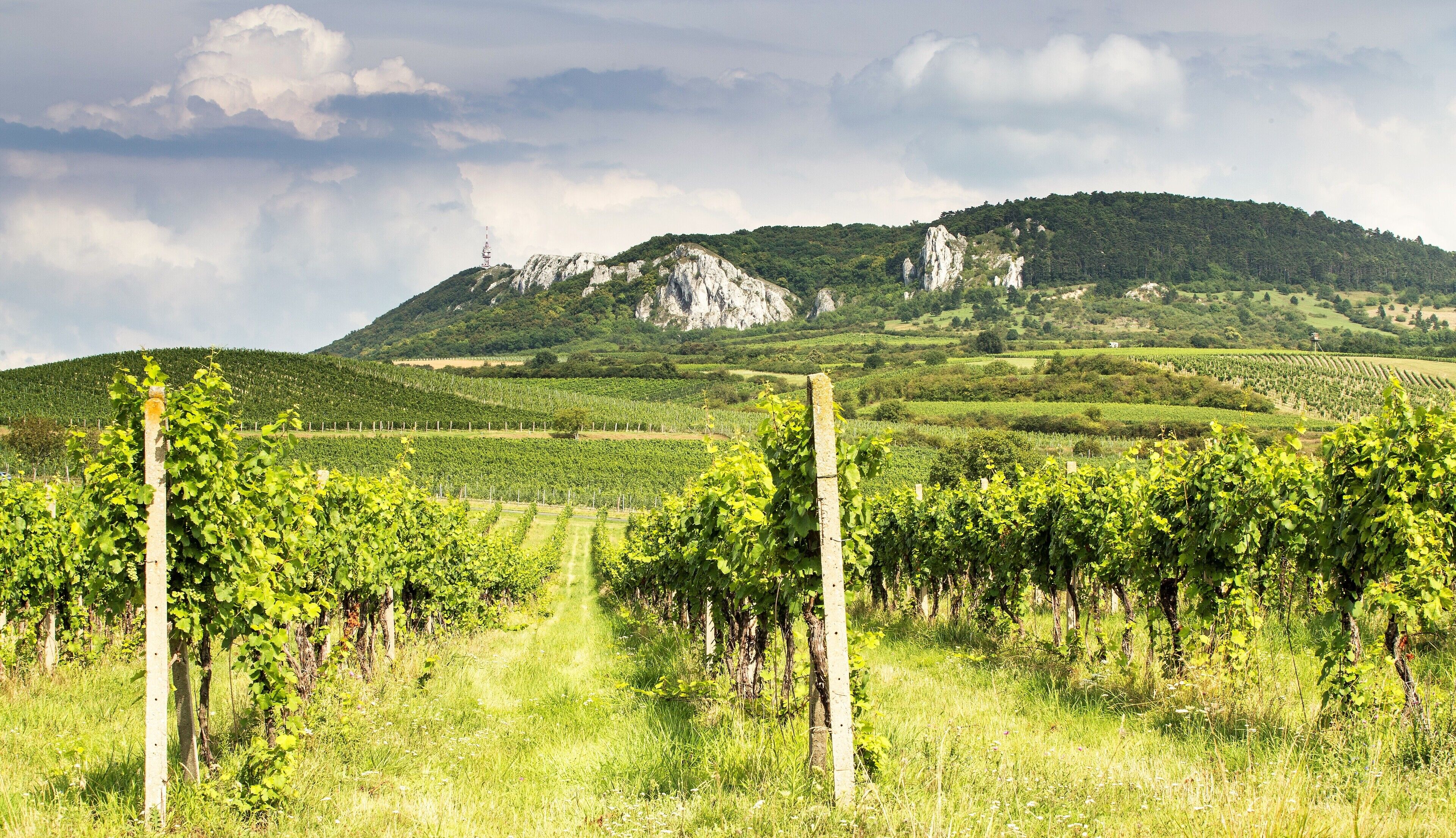 A vineyard with rows of grapevines and a mountainous backdrop.