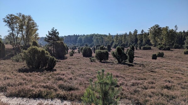 Un paysage naturel caractérisé par une grande diversité d’arbres et d’arbustes.