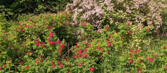 Quietly located holiday home with a natural garden, 500m from the lake and the forest