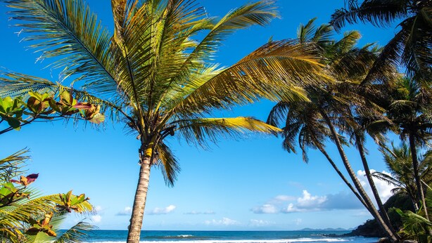 A beach with palm trees and a clear blue sky. - Seaside apartment 4 pers Bananier Capesterre B-E (Trois-Rivières)