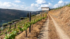 A vineyard path leading to a modern house with a view of hills and a lake. - Feel Discovery Alvim's Douro (Armamar)