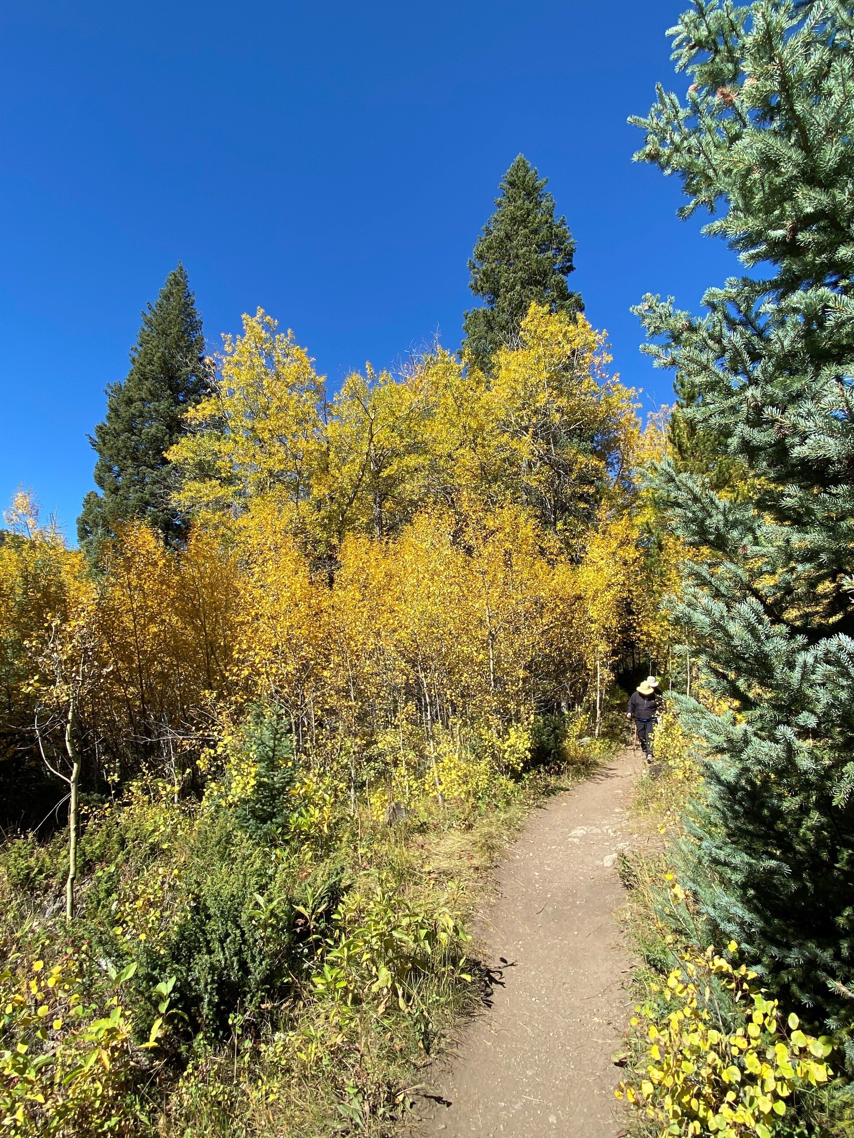 A forested path with dense foliage and tall trees.