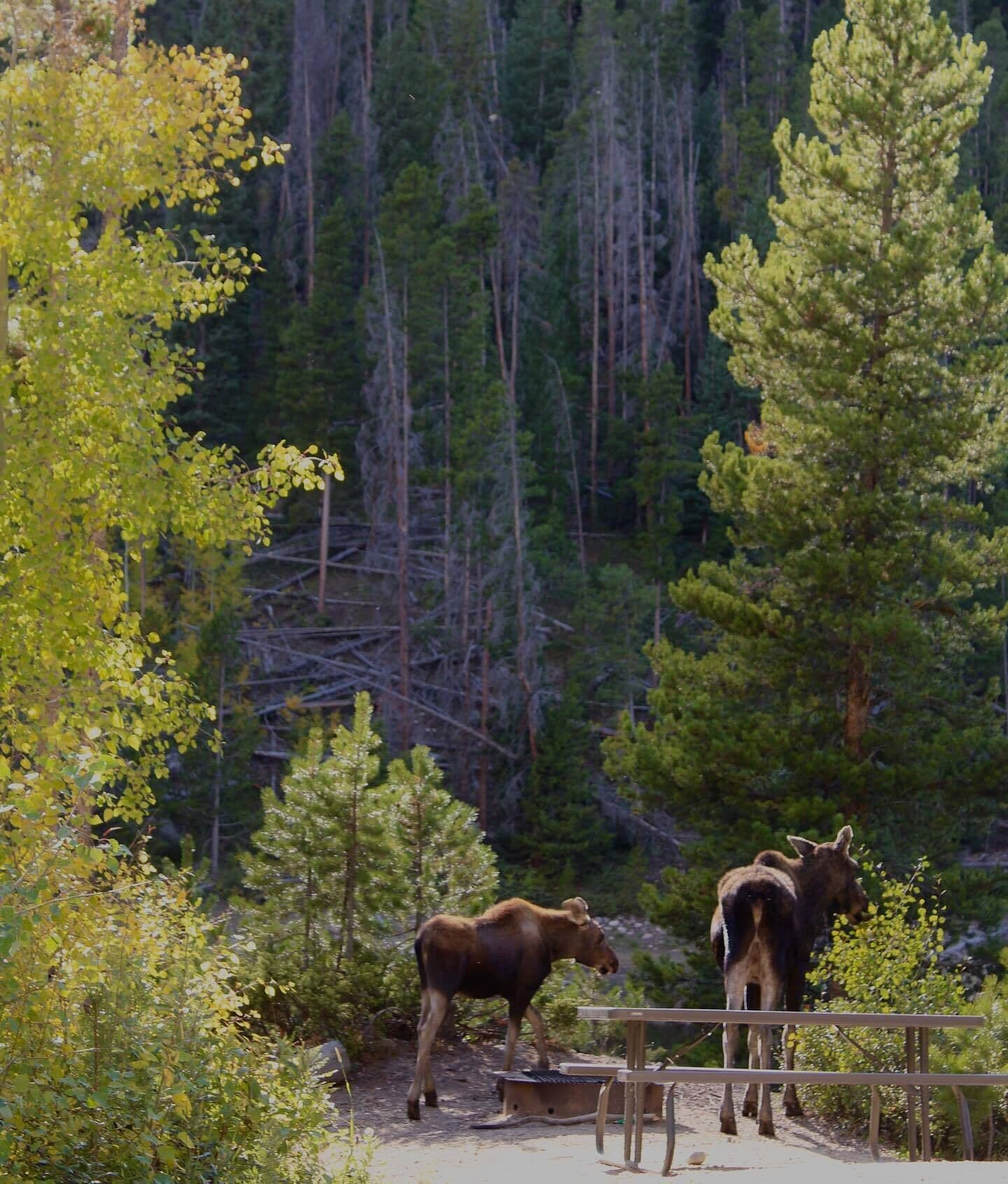 A moose in a forested area with a wooden fence and a small structure.