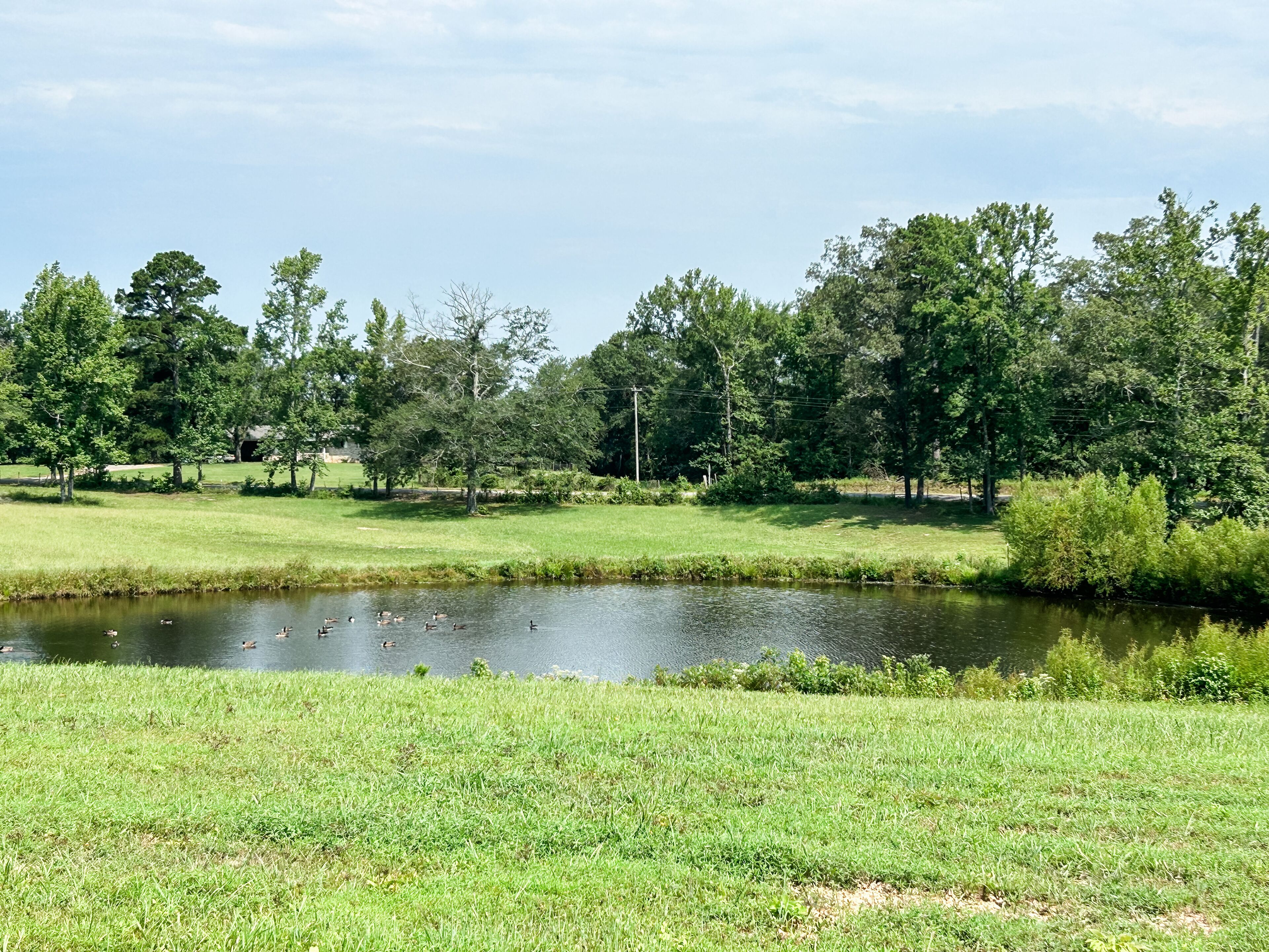 A serene park with a pond, lush greenery, and trees.