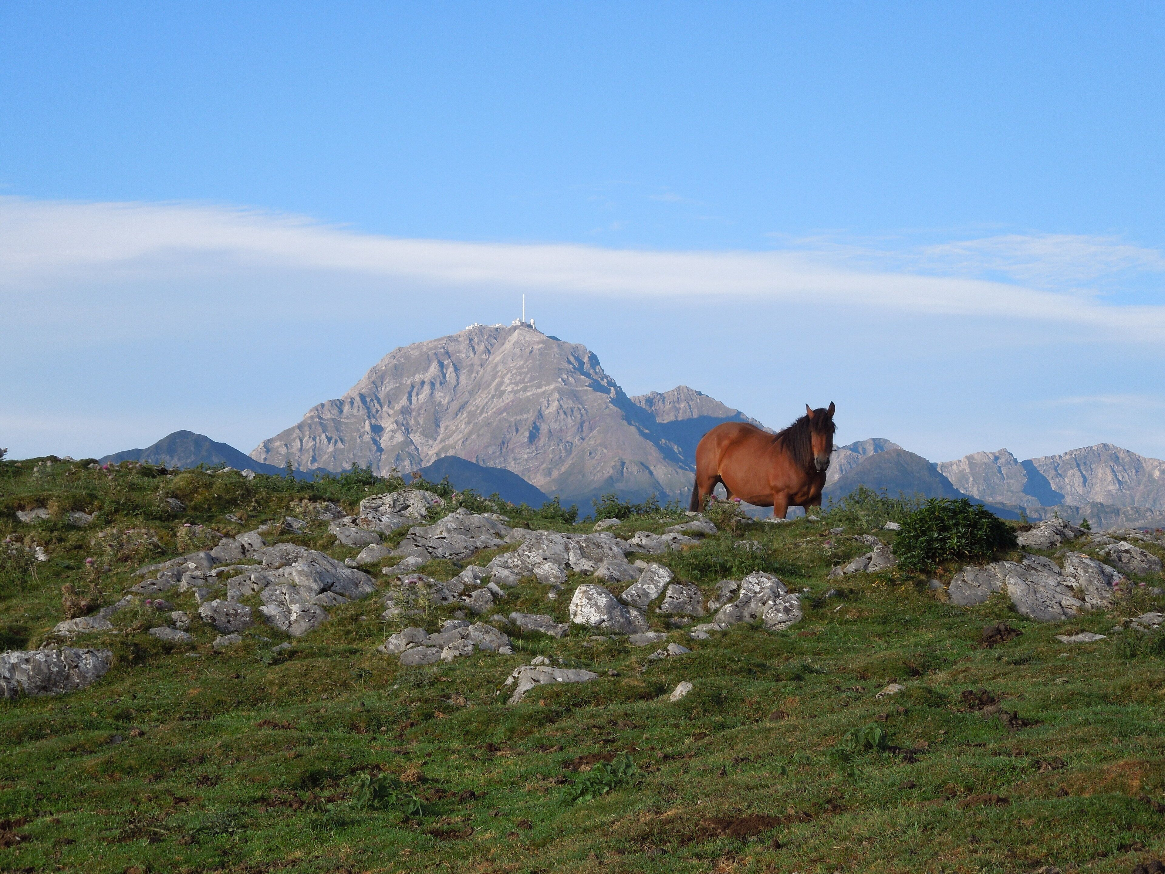 A horse standing on a grassy field with rocky terrain and mountains in the background.