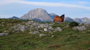 A horse standing on a grassy field with rocky terrain and mountains in the background.