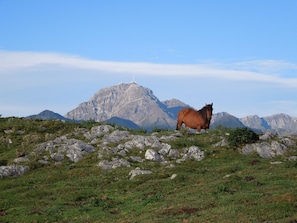 A horse standing on a grassy field with rocky terrain and mountains in the background.