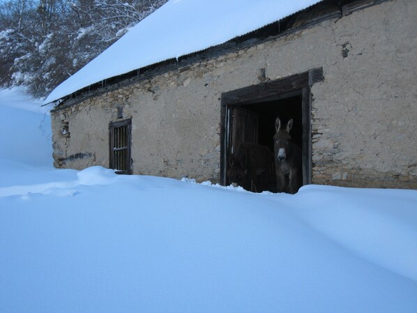 A rustic building with a snow-covered roof and a donkey standing at the entrance.