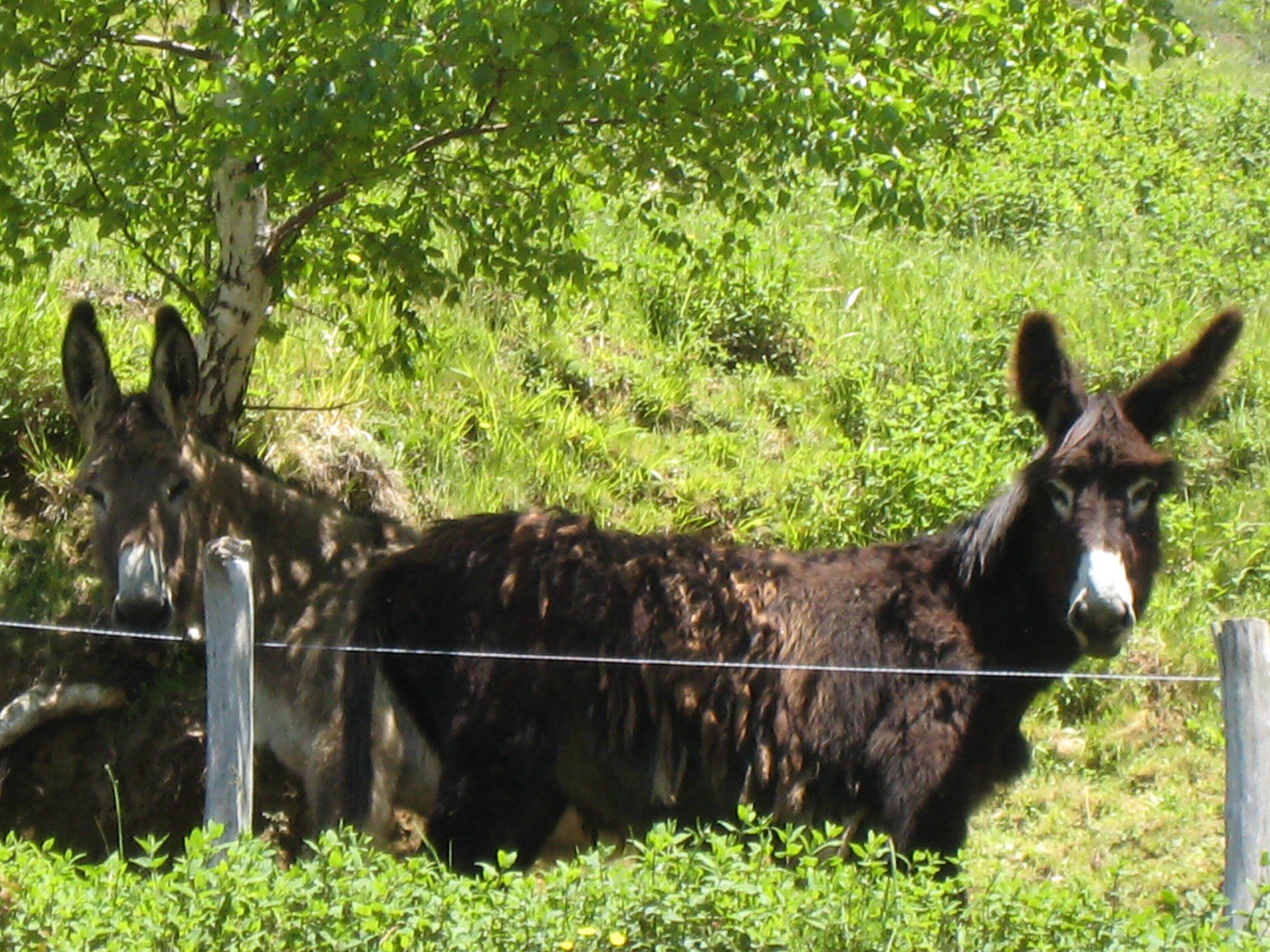 Two donkeys standing behind a wire fence in a grassy area with trees in the background.