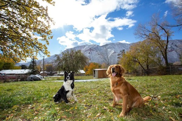 Two dogs sitting on a grassy field with mountains in the background.