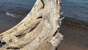 Een groot stuk drijfhout op een zanderig strand, met de oceaan op de achtergrond.