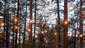 Una terraza de madera con un jacuzzi, rodeada de altos pinos y luces colgantes.