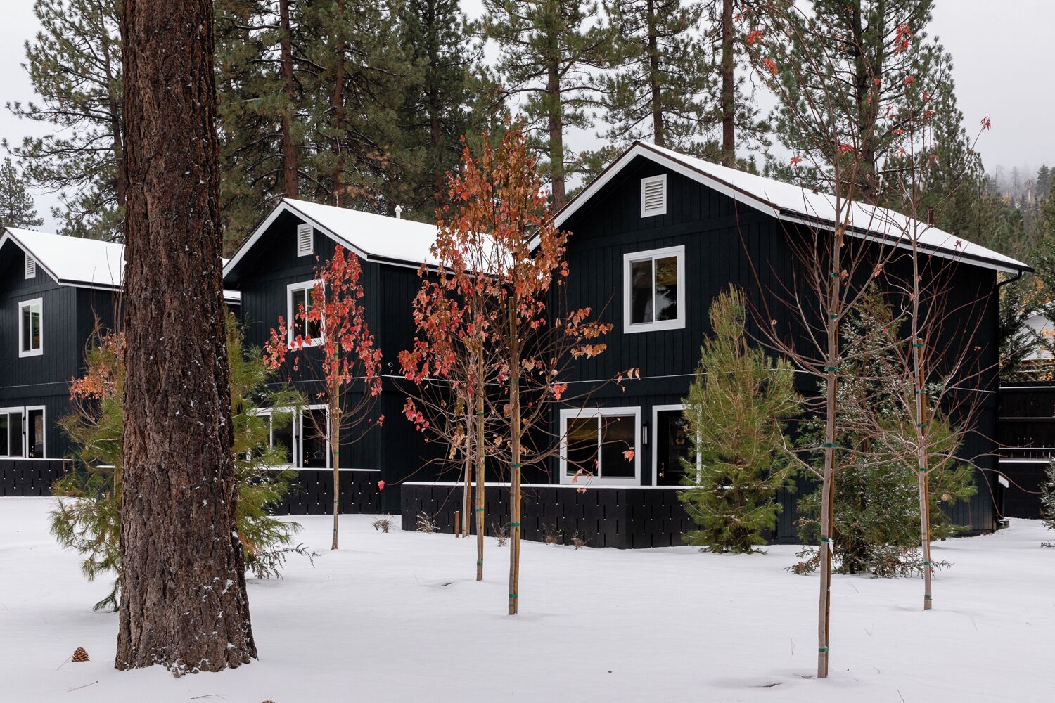 A row of dark wooden cabins with white trim, surrounded by snow and trees.