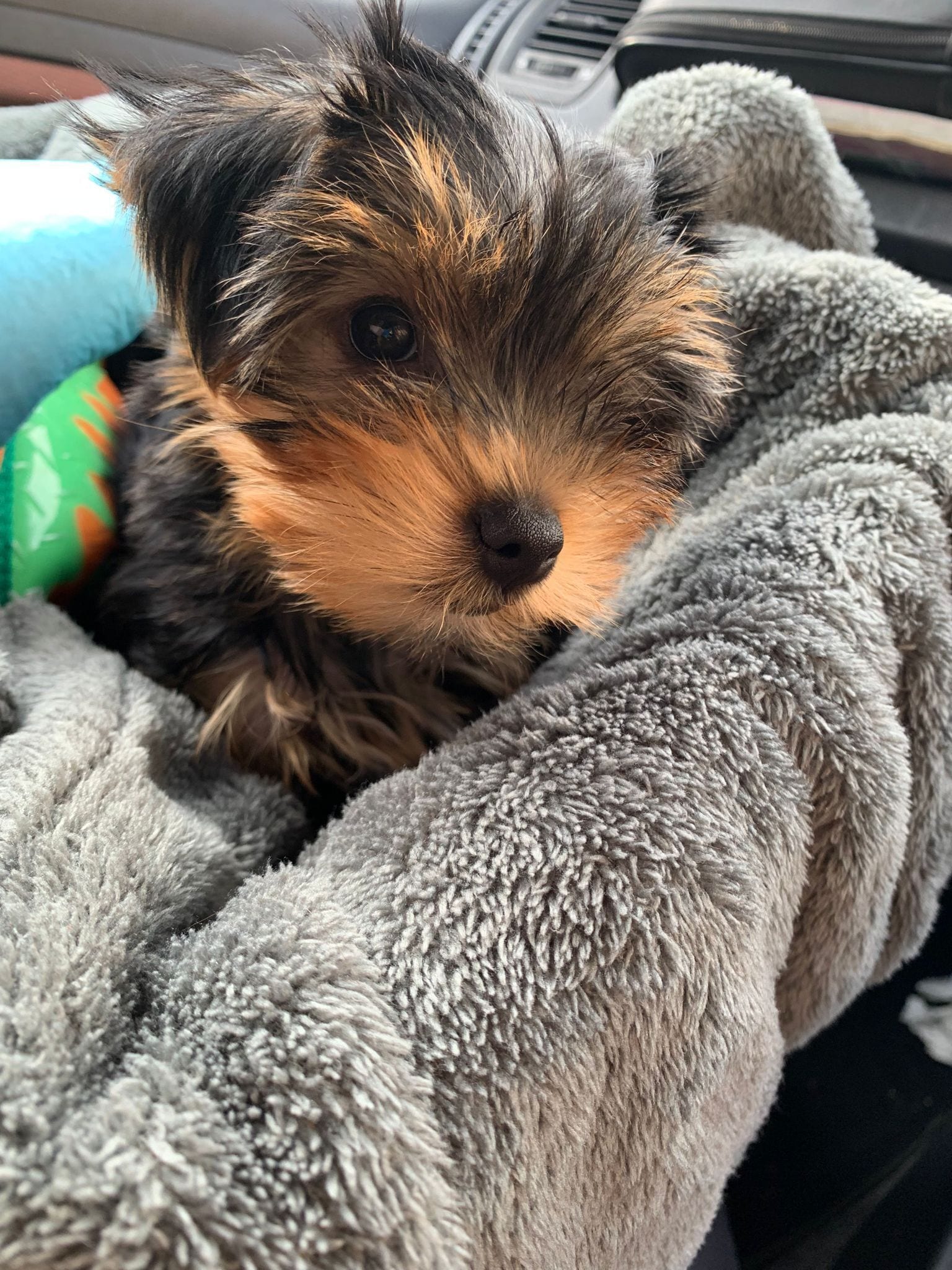 Photo - The Angel of Bow