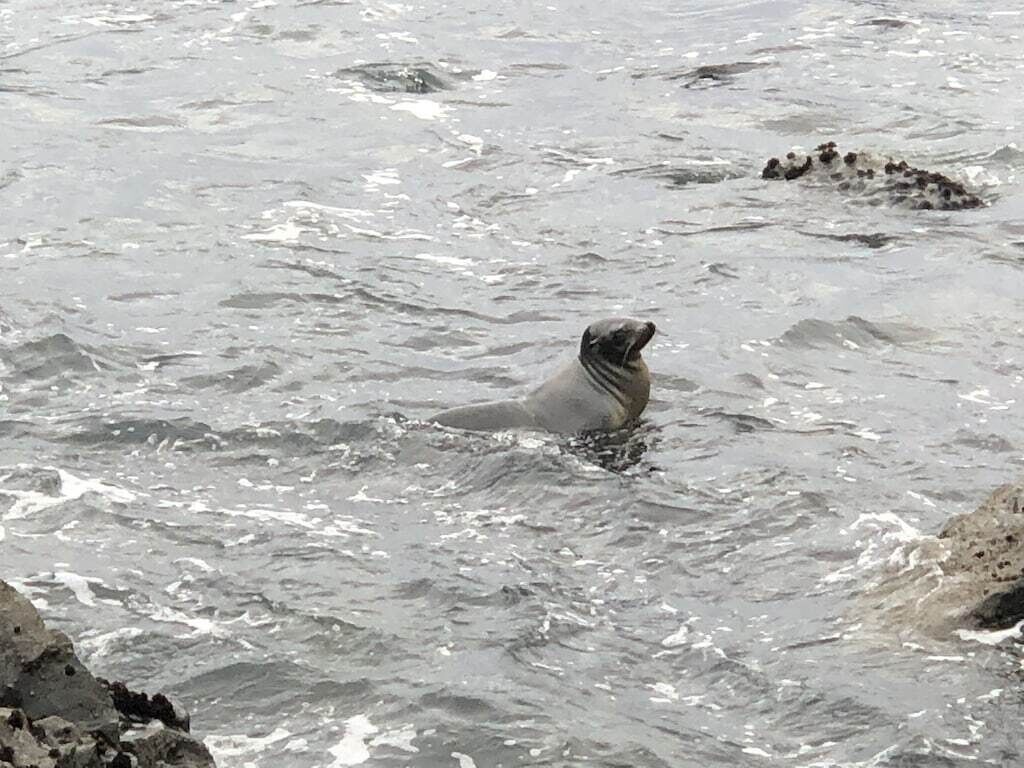 A seal swimming in the water.