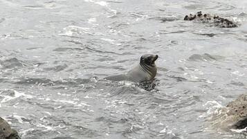 A seal swimming in the water.