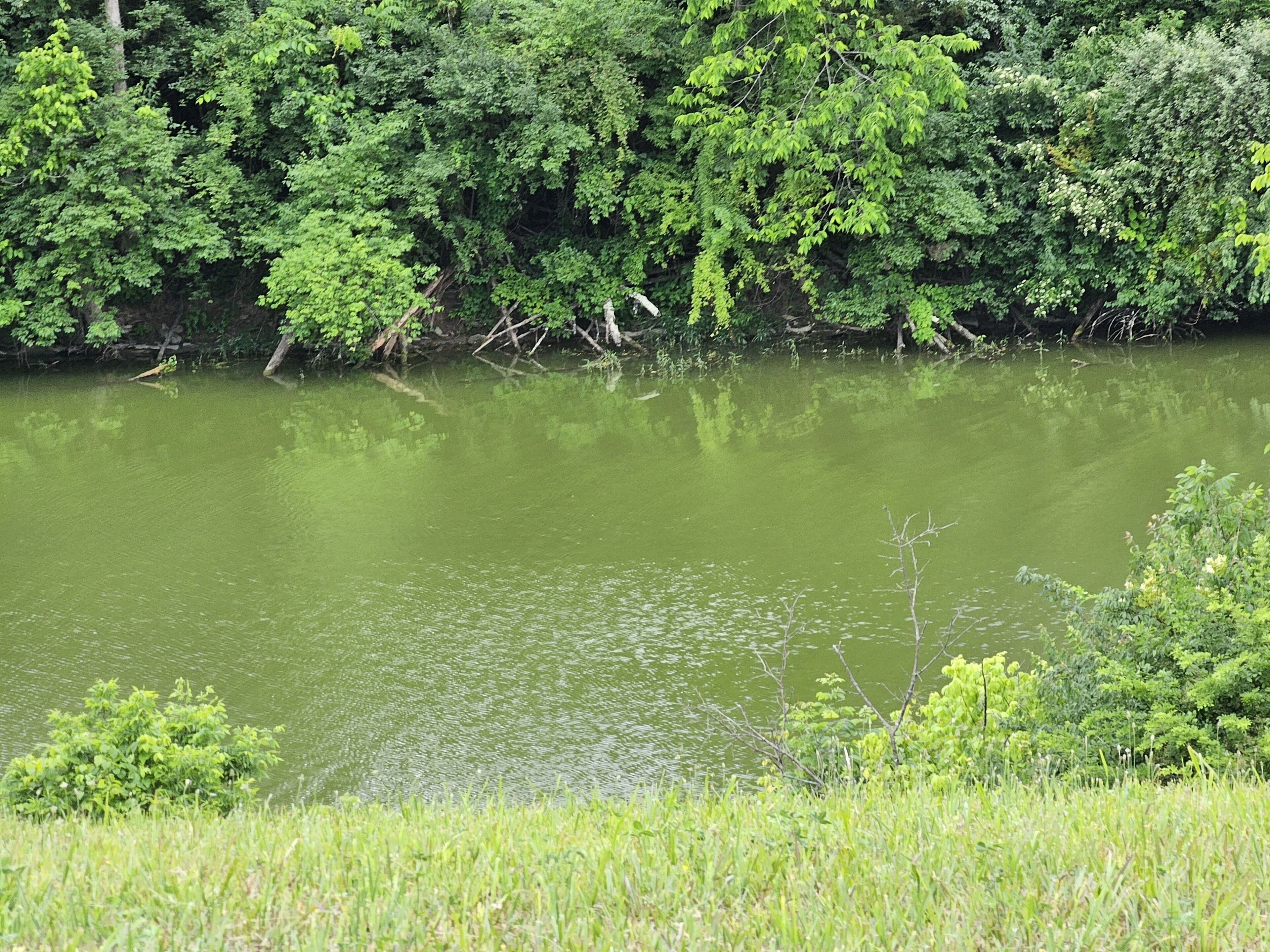 A calm river surrounded by dense greenery.