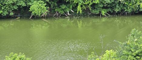 A calm river surrounded by dense greenery.
