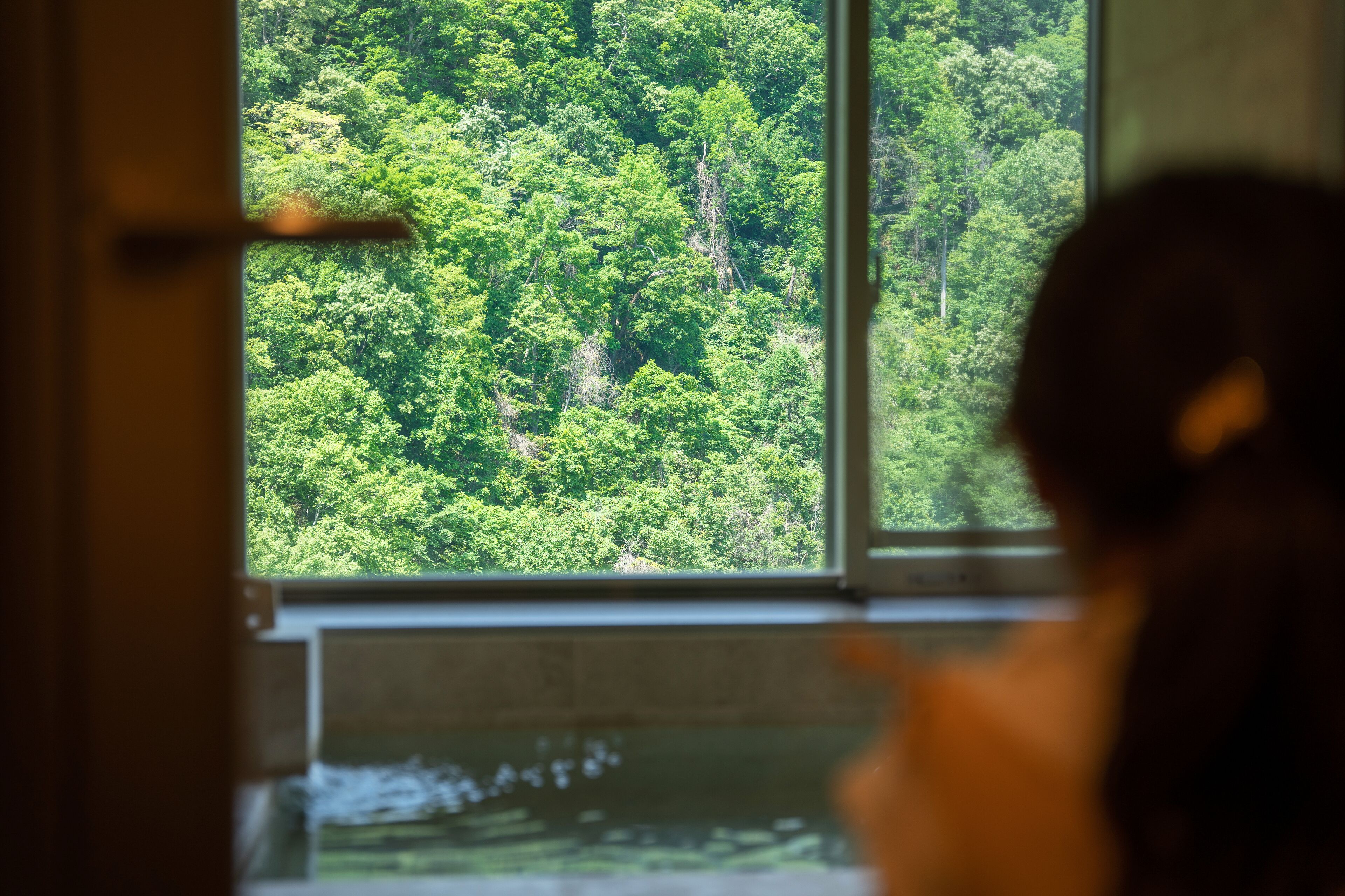 A view through a window of dense green forest.