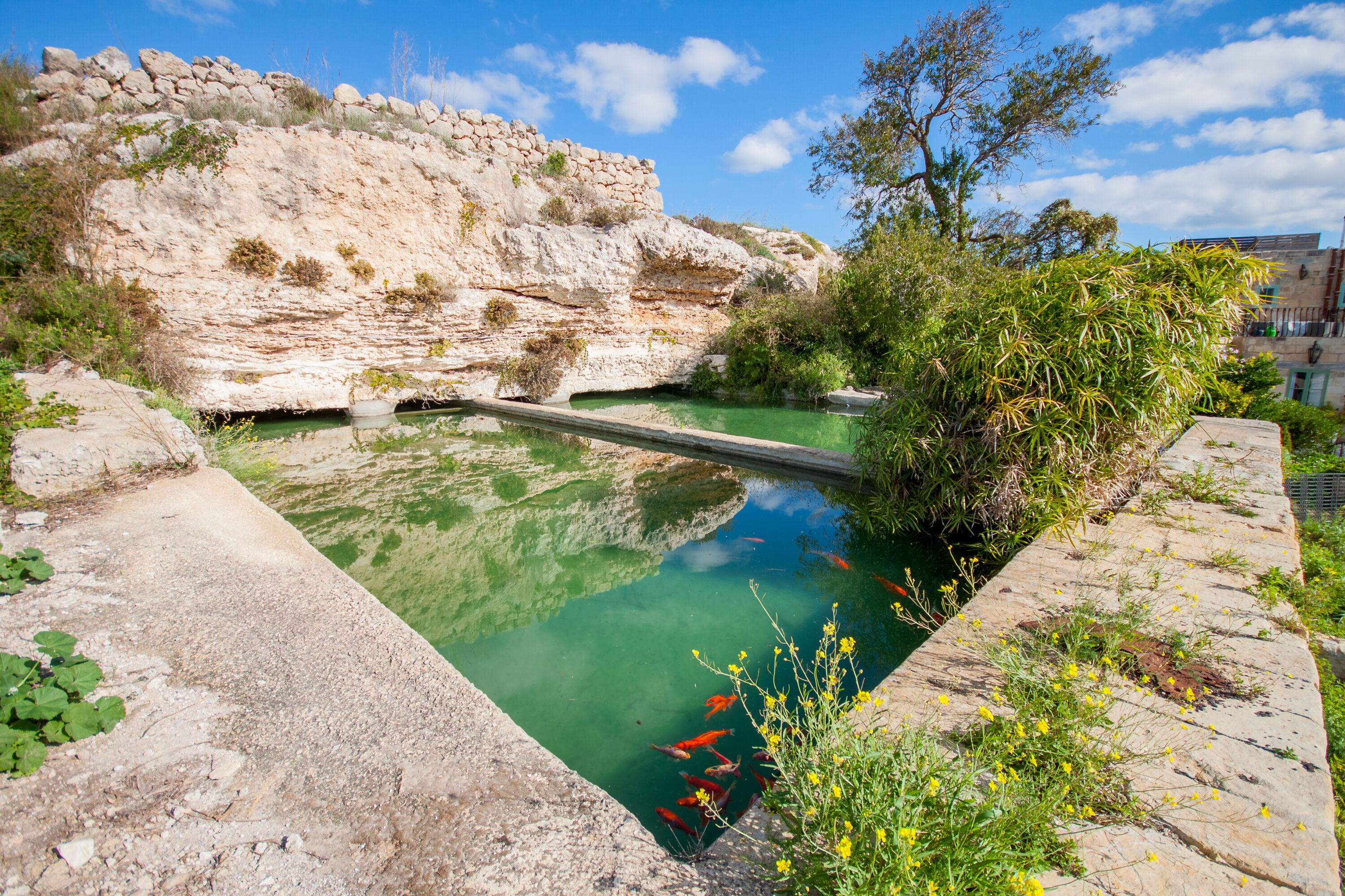 Une piscine extérieure aux eaux cristallines, peuplée de carpes koï, entourée de formations rocheuses naturelles et de végétation luxuriante.