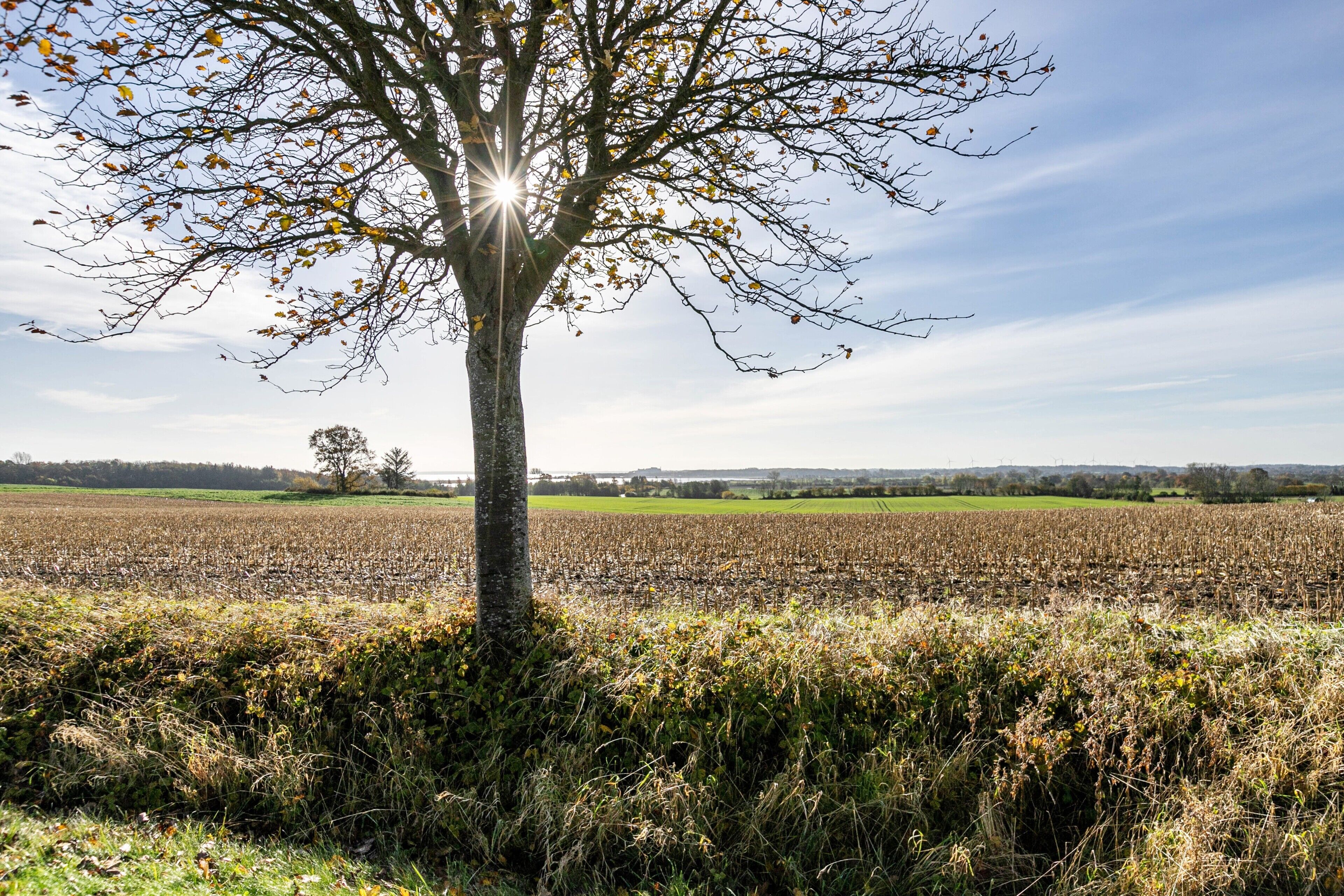 Ein Baum in einem Feld unter blauem Himmel.