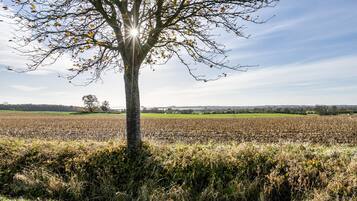 Ein Baum in einem Feld unter blauem Himmel.