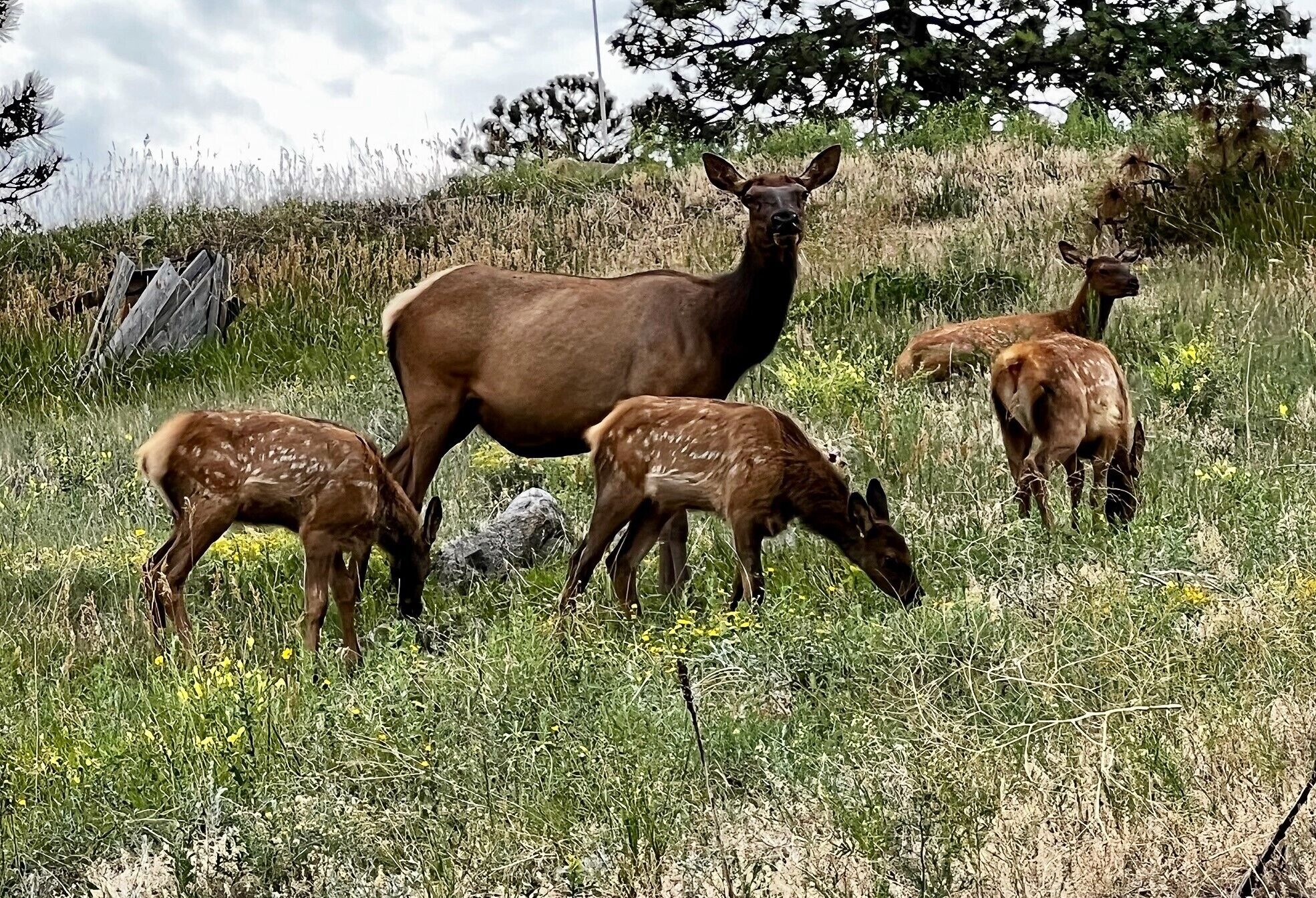 A group of deer in a grassy field with trees in the background.