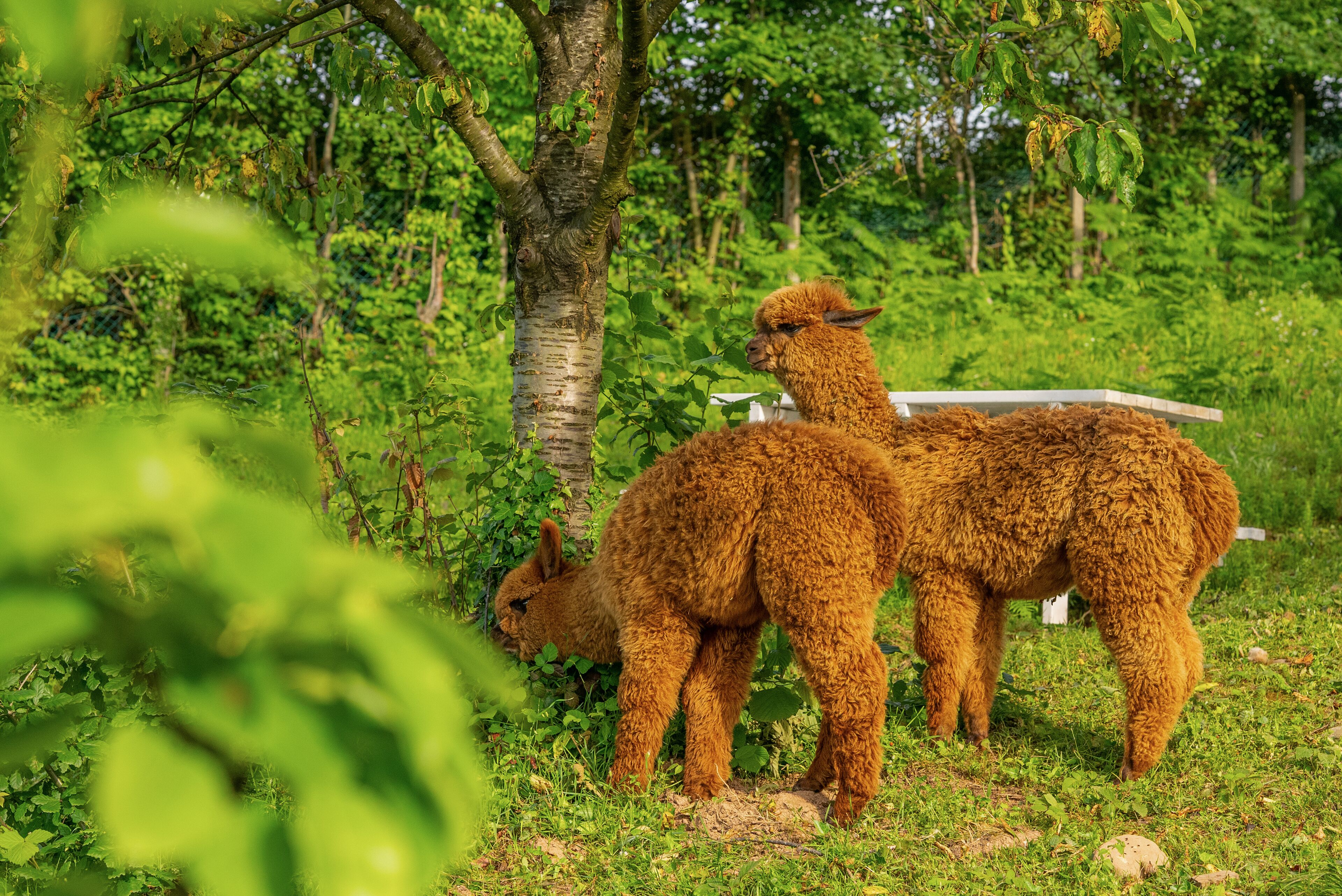 Dos alpacas en un entorno natural exuberante y verde, con un árbol y una estructura blanca cerca.