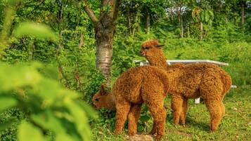 Dos alpacas en un entorno natural exuberante y verde, con un árbol y una estructura blanca cerca.