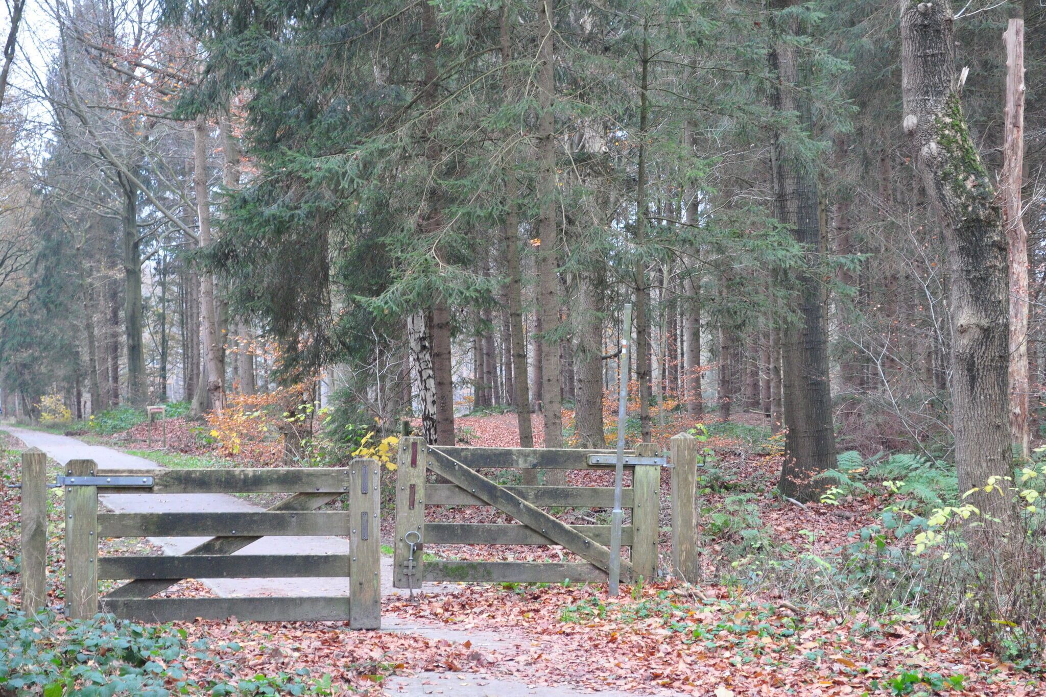 A forested area with a wooden gate and a paved path.