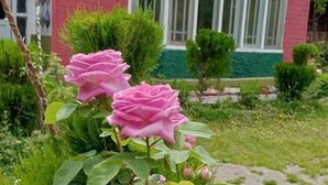A building with a green roof and pink walls, surrounded by a garden with pink roses and green shrubs.