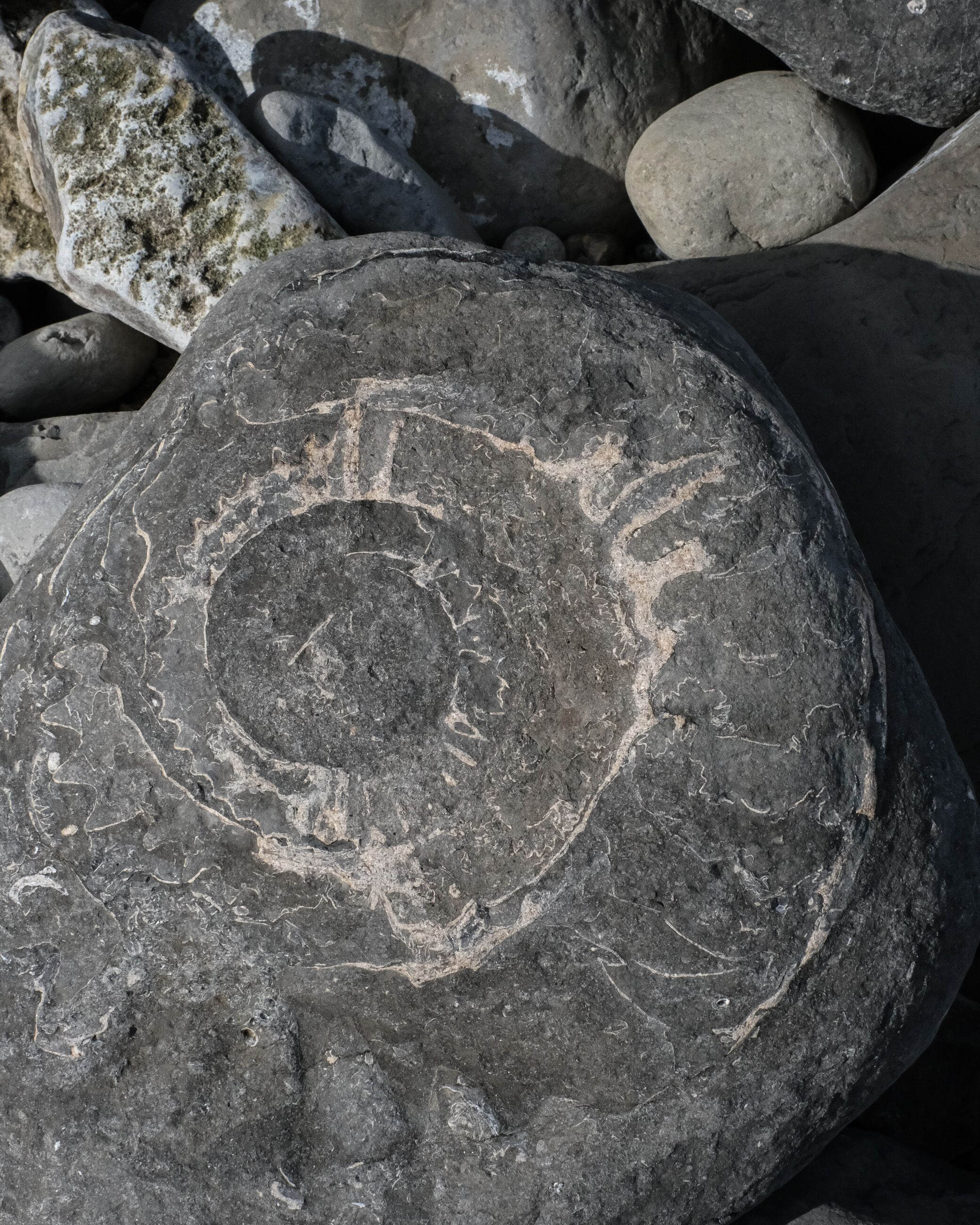 Fossils on the beach