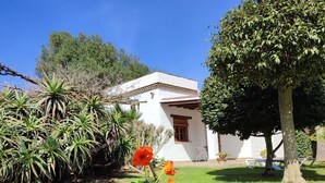A potted succulent plant in a terracotta pot on a concrete surface with a grassy area and a white building in the background.