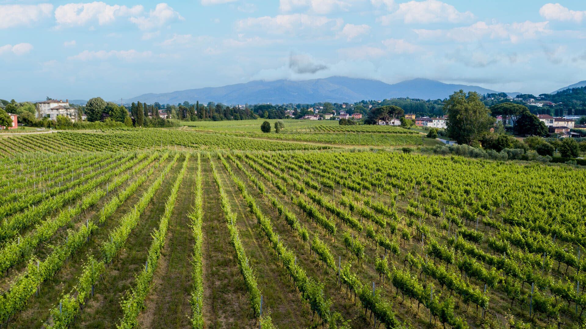 Un vignoble avec des rangées de vignes, un paysage montagneux en arrière-plan et quelques bâtiments dispersés.