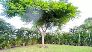A tree with a broad canopy in a well-maintained grassy area. - PGA 3/2 w Backyard close to everything beach mall (West Palm Beach)