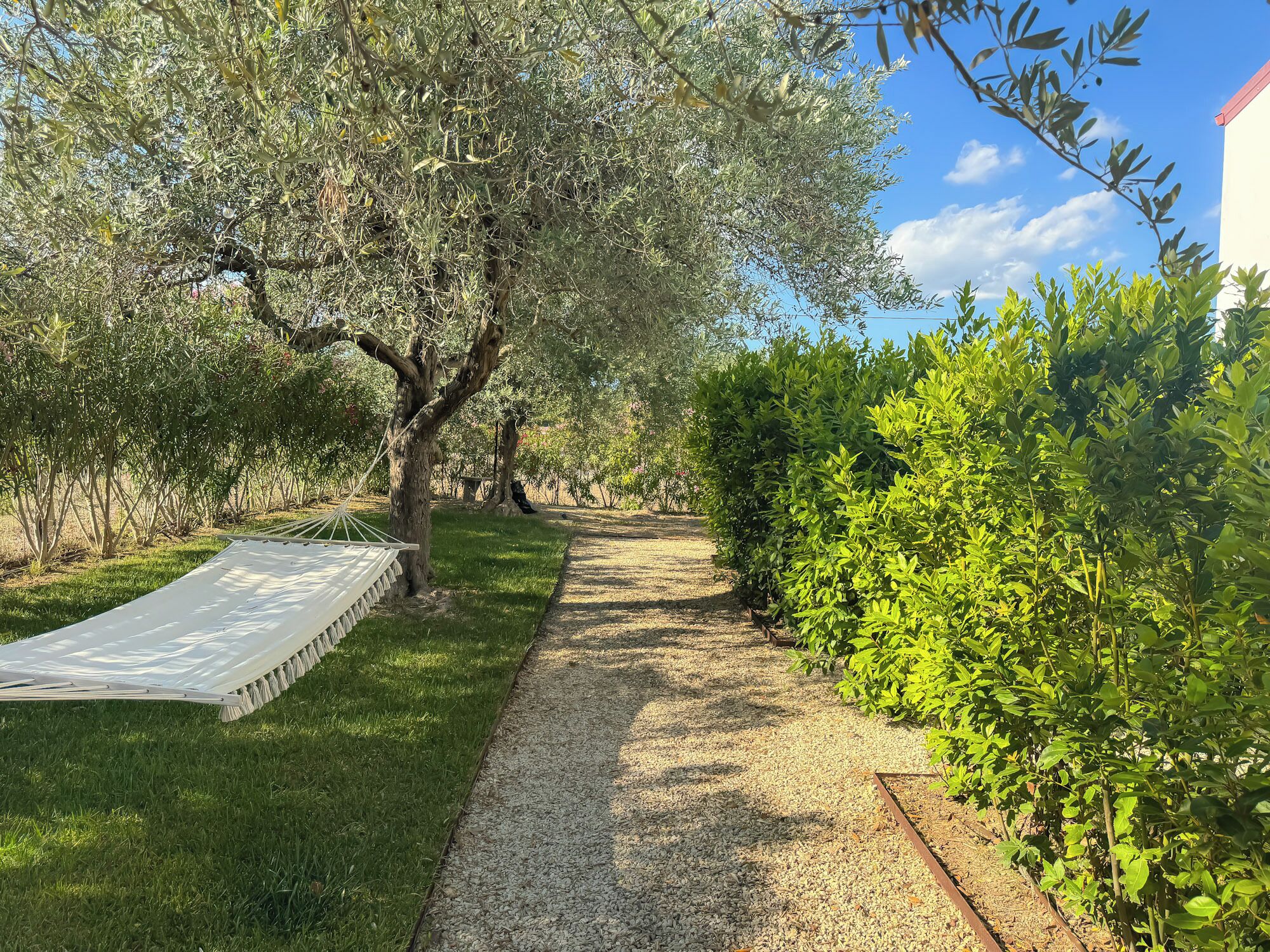 A garden with a gravel path, a hammock, and olive trees.