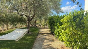 A garden with a gravel path, a hammock, and olive trees.
