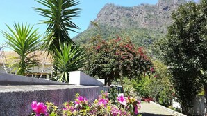 Un jardin avec des plantes en fleurs et une montagne en arrière-plan.