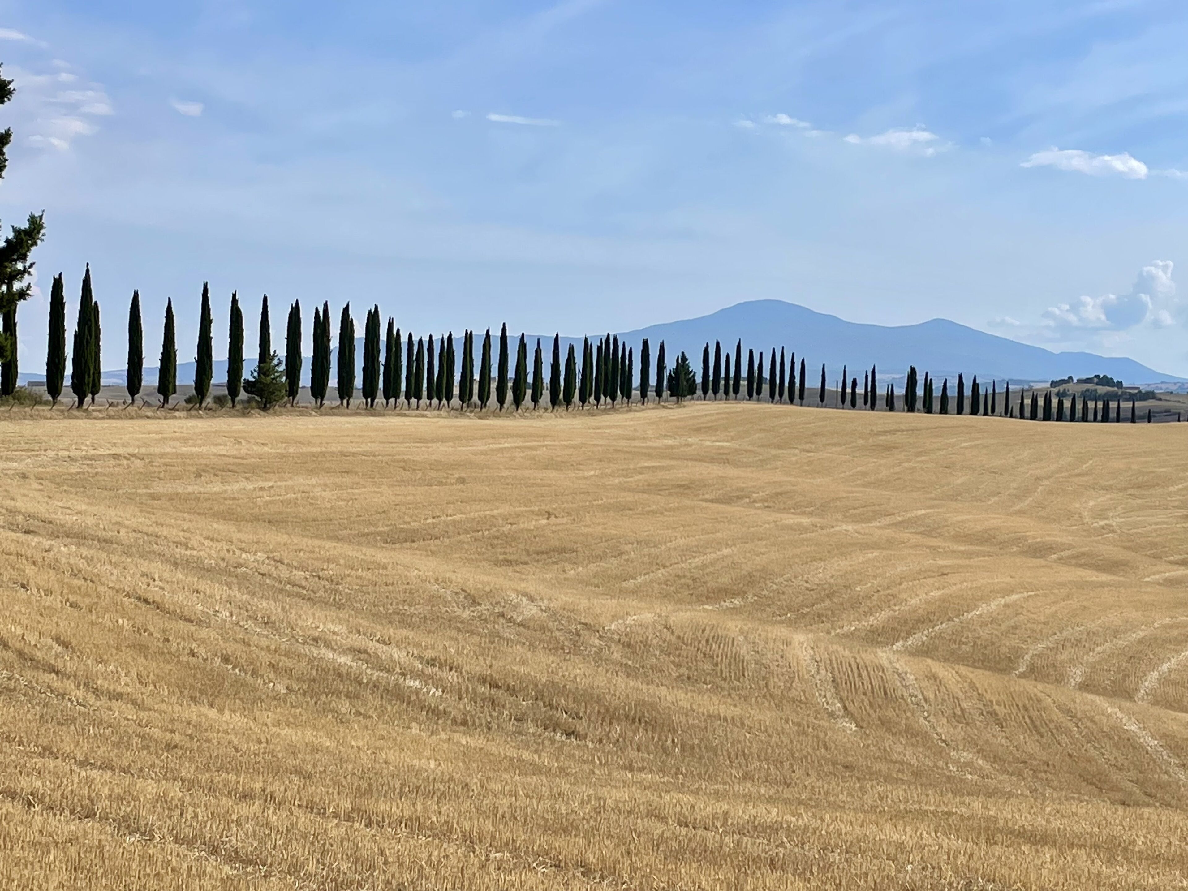 A vast, open field with rows of tall, slender trees and a distant mountain range under a clear sky.