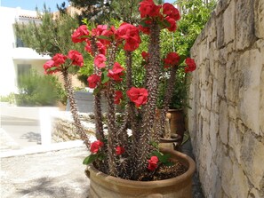 House, 2 Bedrooms, Smoking, Balcony | Garden