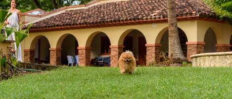 A dog running on a lawn in front of a building with arched doorways and a tiled roof.