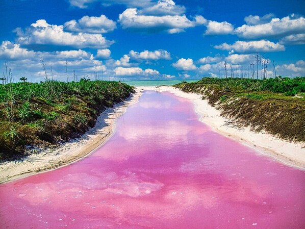 Beach - Beachfront Palapa In El Cuyo, Best Views (Tizimín)