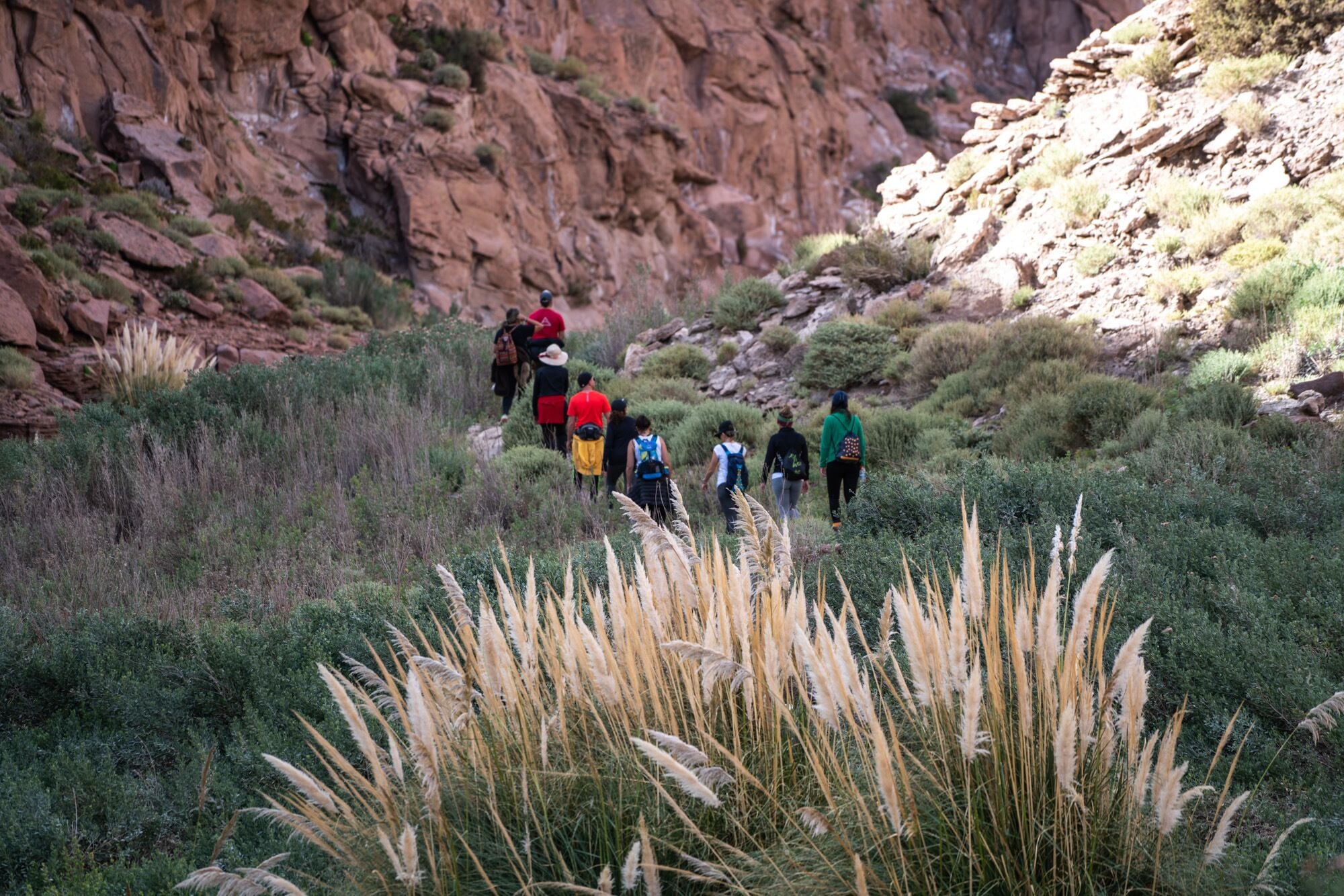 Photo - Vientos - La Yareta