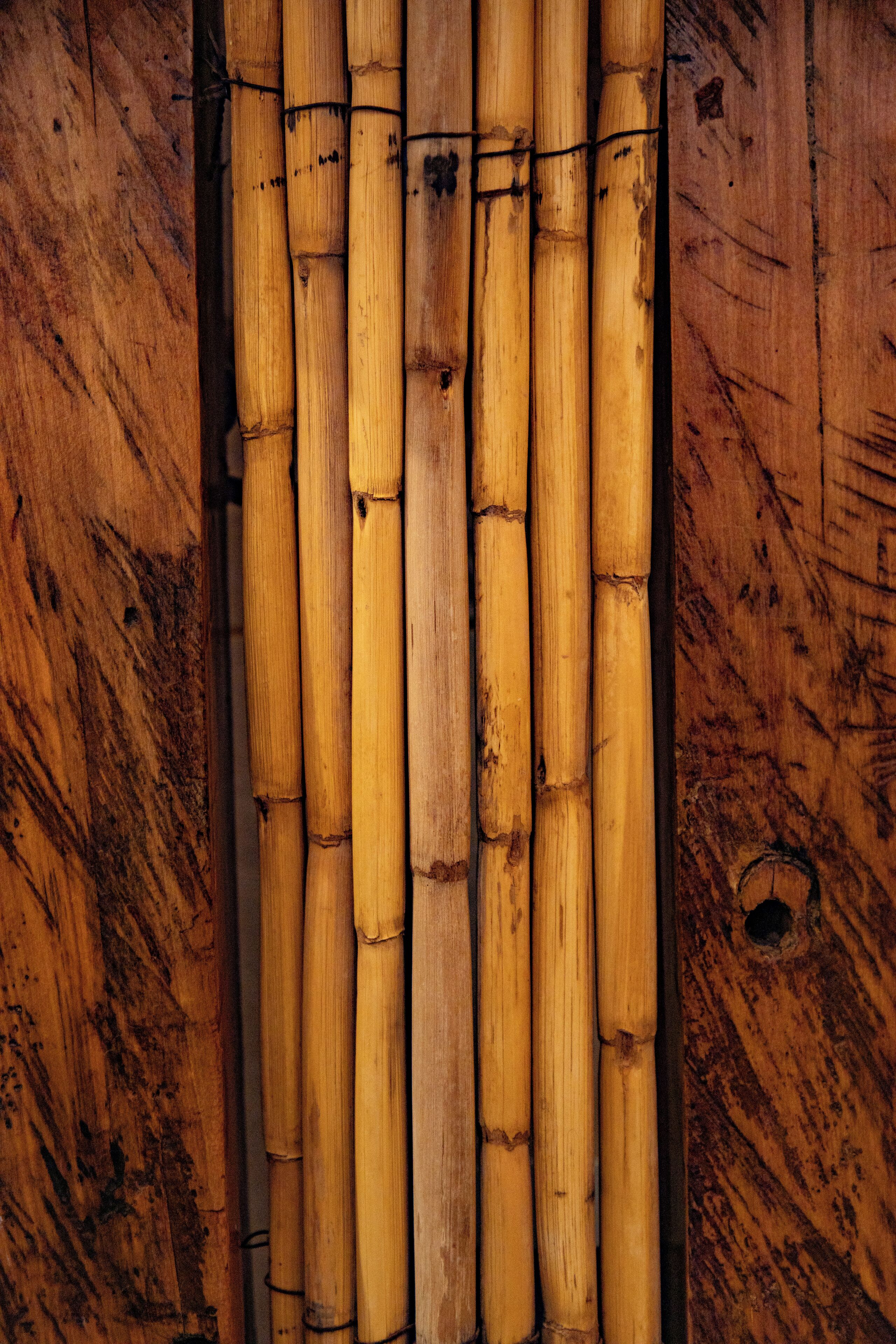 Foto - Vientos - La Yareta