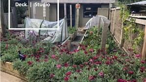 A garden with a wooden deck and a studio area, surrounded by flowering plants and a bird. - Kākā Ridge Retreat Bush Hideaway (Tawharanui Peninsula)