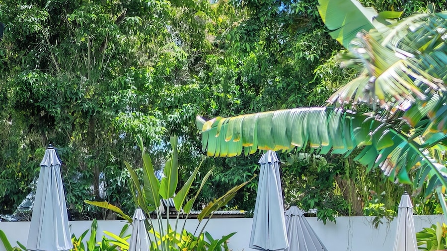 Yellow Mango Resort Bohol